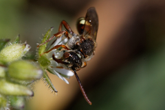 Nomada