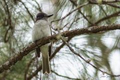 Tyrannus caudifasciatus gabbii