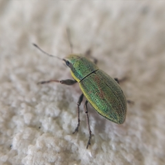 Pantomorus viridisquamosus