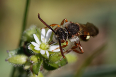 Nomada