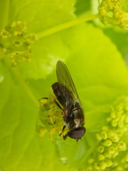 Cheilosia pagana