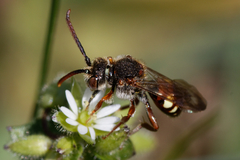 Nomada