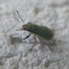 Pantomorus viridisquamosus