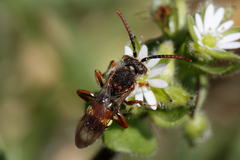 Nomada