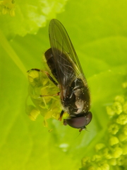 Cheilosia pagana