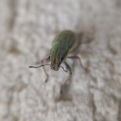 Pantomorus viridisquamosus