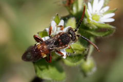 Nomada