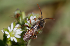 Nomada