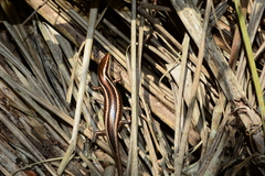 Psychosaura macrorhyncha