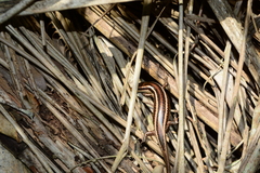 Psychosaura macrorhyncha