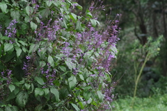 Plectranthus ecklonii