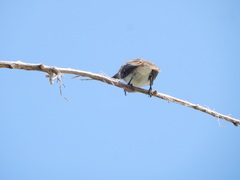 Tyrannus caudifasciatus taylori
