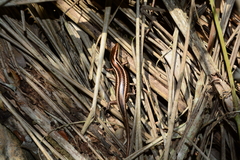 Psychosaura macrorhyncha
