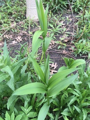 Maianthemum stellatum