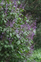 Plectranthus ecklonii