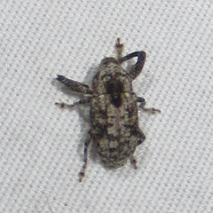 Episcirrus brachialis