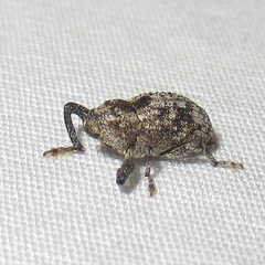 Episcirrus brachialis