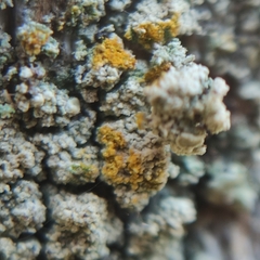 Lecanora varia