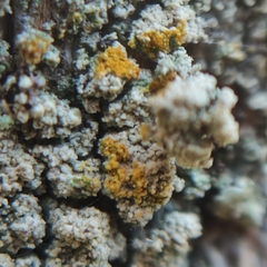 Lecanora varia