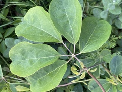 Akebia
