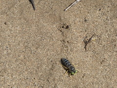 Bembix americana comata