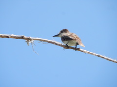 Tyrannus caudifasciatus taylori