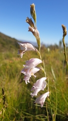 Gladiolus gracilis