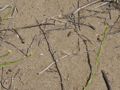 Bembix americana comata