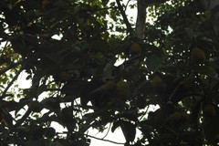 Artocarpus hirsutus