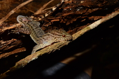 Gymnodactylus darwinii