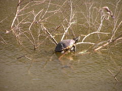 Malayemys macrocephala