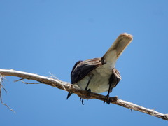 Tyrannus caudifasciatus taylori