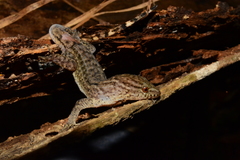 Gymnodactylus darwinii