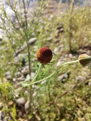 Helenium thurberi