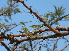 Vachellia gerrardii