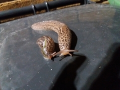 Limax maximus