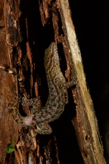 Gymnodactylus darwinii