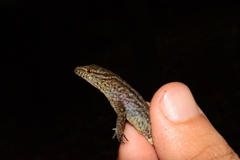 Gymnodactylus darwinii