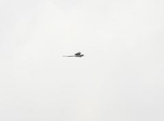 Dendrocitta leucogastra