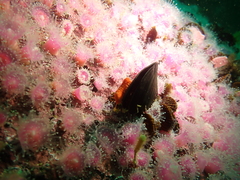 Choromytilus meridionalis
