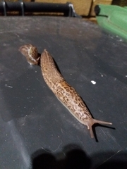 Limax maximus