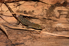 Gymnodactylus darwinii