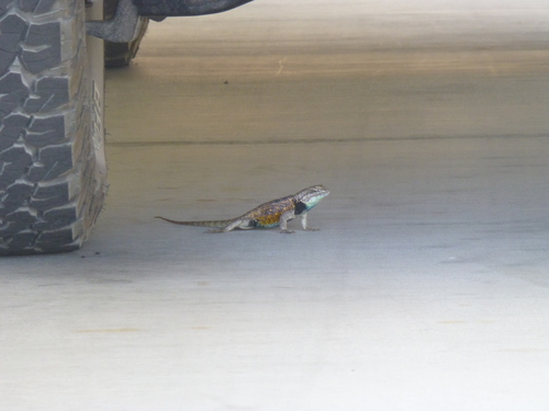 iNaturalist observation photo of Desert Spiny Lizard
