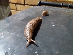 Limax maximus