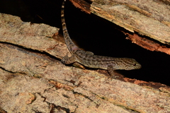 Gymnodactylus darwinii