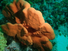 Clathria dayi