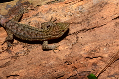 Gymnodactylus darwinii