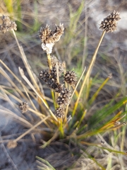 Afroscirpoides dioeca