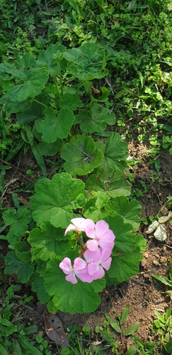 horseshoe geranium