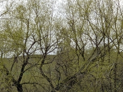 Salix × fragilis vitellina